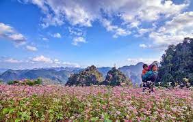 hoa-tam-giác-mạch-hà-giang